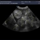 루원 센트럴 동물의료센터 이미지