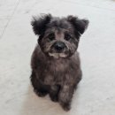 견생미생 | [동탄/병점]'견생미생' 반려동물 애견미용실 푸들 배냇미용 후기 내돈내산 추천