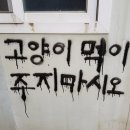 고양이 기숙사 이미지