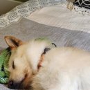 웰컴독 (welcome dog) 이미지