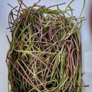 신호농장 이미지