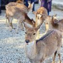 노블리안하우스 | 겨울에 가면 더 좋은 강원도 켄싱턴 리조트 설악밸리 노블리안 루체른 태교 가족 여행 숙소 추천 후기