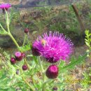 개화농장 이미지