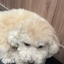 태백산탁구장 | 🙊🙉🙈조-용