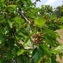 뽕나무민박 이미지