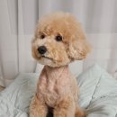 대게좋은날&모텔 | 주간일기 :: 대게좋은날 동래, 모텔살인녀, 아버지칠순, 칠순용돈상장, 영진돼지국밥 명지점, 거인통닭...