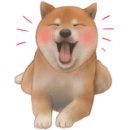 우아하개 이미지