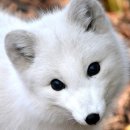 북극여우 (Arctic fox) 이미지