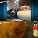 동물농장 이미지