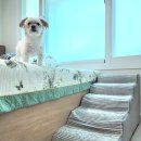 우리종합몰 | 반려견 계단 사용 후기+관절보호,위생관리