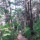 솔숲길 이미지