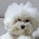 퍼피앤유 이미지