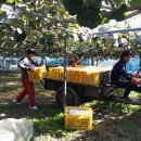 참다래농장 이미지