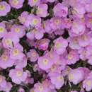 도우펜션 이미지