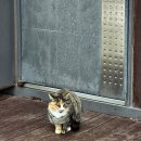 오대산휴게소 | 겨울 오대산 노인봉 최단코스 설산 등산 후기