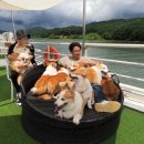 8코기네 이미지