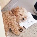 강아지집 이미지