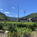 미인목장 이미지