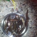 산마루 팬션 이미지