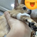 김천연합동물병원 이미지