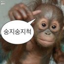 🇦🇺 호주 ep.0 [어학연수전 일상🫶🏻]