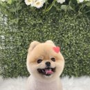 봄이네 애견 이미지