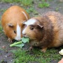 기니피그 (Guinea Pig) 이미지