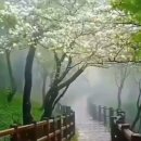 아리따운 아가씨가 보내오심 - que sera sera... 이미지