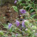 비암2리 이미지