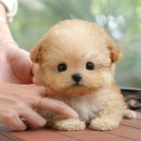 진주강아지분양 고양이분양 미유펫 | 해남강아지분양 솔직 후기 미유펫이 공유하는 꿀팁