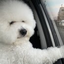 벨루스독 이미지