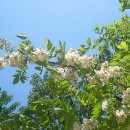 아카시아 - 아산시 | 아카시아