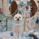 알콩달콩 펫살롱 이미지