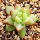 솔레미오 이미지