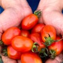 남산농원 이미지