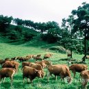 연합가축병원 이미지