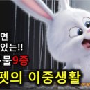 마이펫의 이중생활 이미지