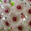 용담광택 이미지