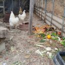 고무신농원 이미지