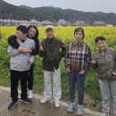 페스티벌 - 노란 꽃이 전하는 봄 인사 (2026년 04월 09일) 이미지