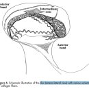 턱관절 disc의 생체역학적 behavior 이미지