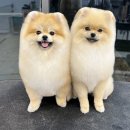 슈앤트리 이미지