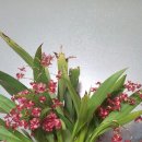 환타지아 이미지