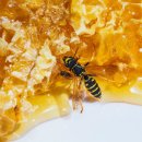 꿀은 간식으로, 애벌레는 약으로...꿀벌은 인간에게 다 줬다 이미지