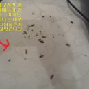 위시나떼 이미지