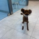 강앤정동물병원 | [루이입원] 눈물 나는 일주일