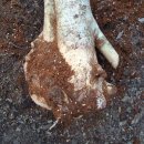 영신농원 이미지