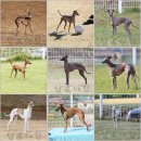 샴프네집 이미지