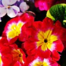 스프링플라워 이미지