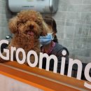 미용해·독 | 남양주시 러블리독 오남점 미니어처 푸들 곰돌이 컷 미용 솔직 후기 초코멍 변신